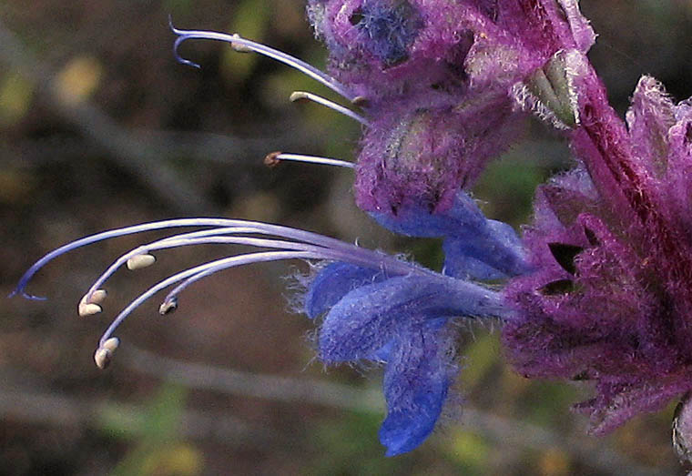 Detailed Picture 1 of Trichostema lanatum