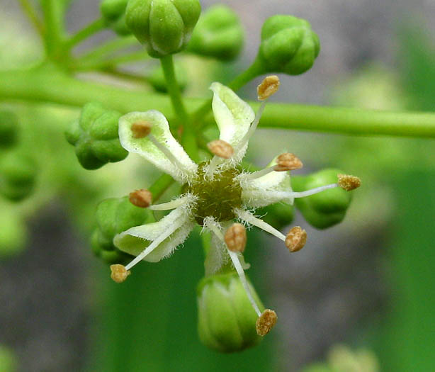 Detailed Picture 1 of Ailanthus altissima