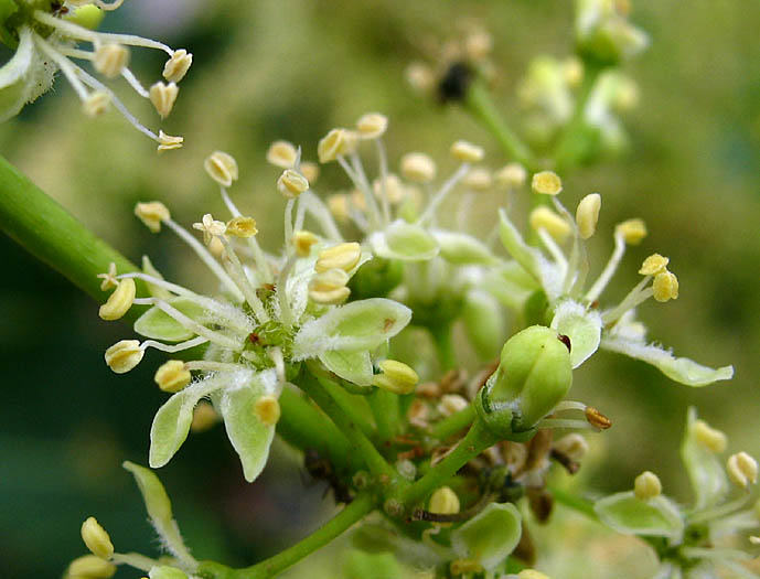 Detailed Picture 4 of Ailanthus altissima