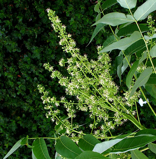 Detailed Picture 6 of Ailanthus altissima