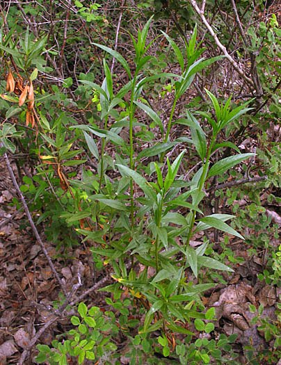 Detailed Picture 8 of Baccharis glutinosa