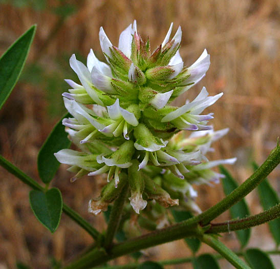 Detailed Picture 1 of Glycyrrhiza lepidota