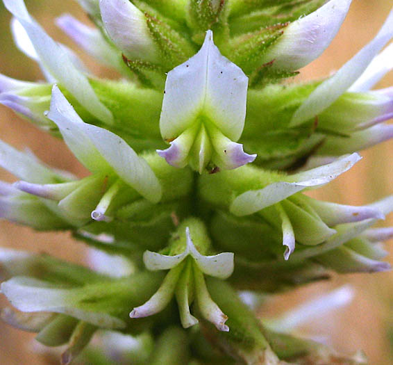 Detailed Picture 2 of Glycyrrhiza lepidota