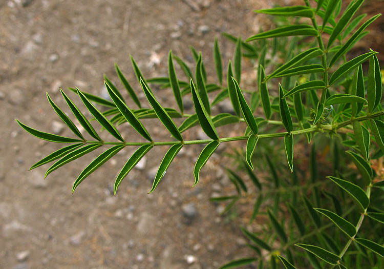 Detailed Picture 5 of Glycyrrhiza lepidota