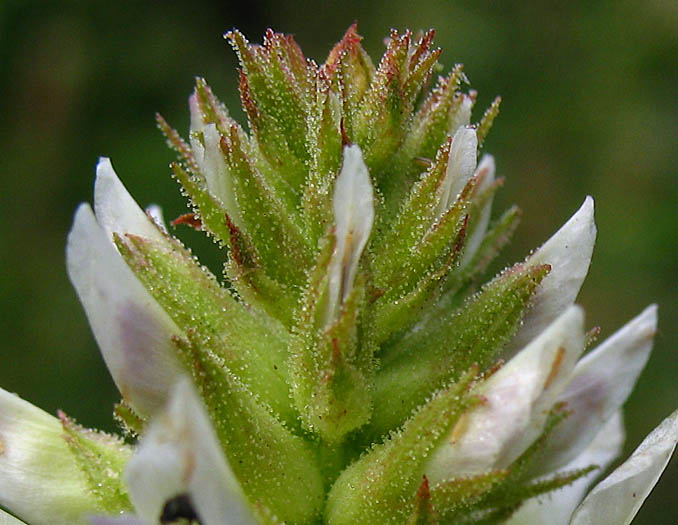 Detailed Picture 3 of Glycyrrhiza lepidota