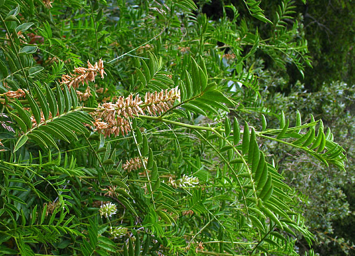 Detailed Picture 4 of Glycyrrhiza lepidota