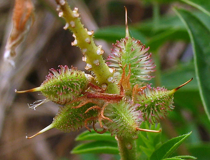 Detailed Picture 7 of Glycyrrhiza lepidota