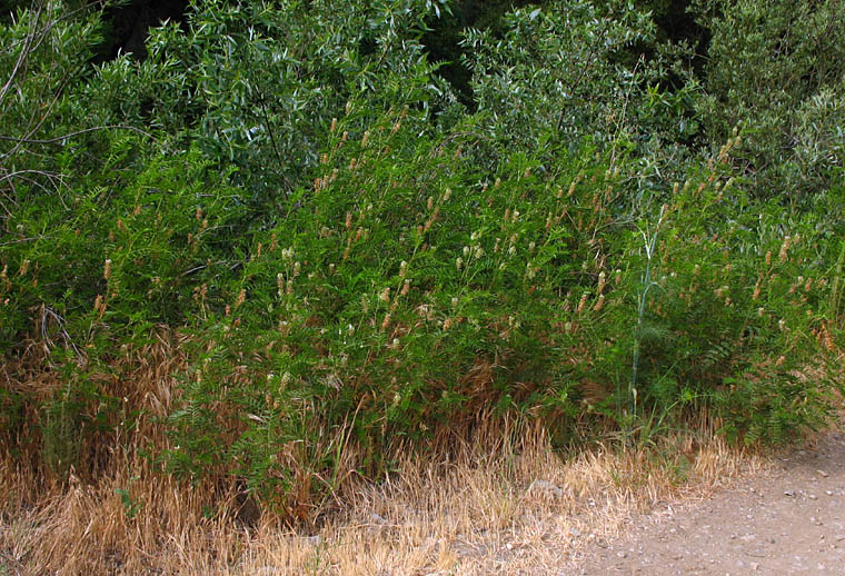 Detailed Picture 6 of Glycyrrhiza lepidota