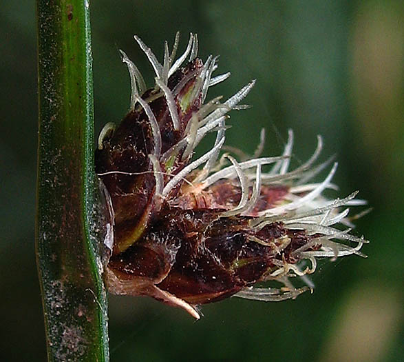 Detailed Picture 1 of Schoenoplectus americanus