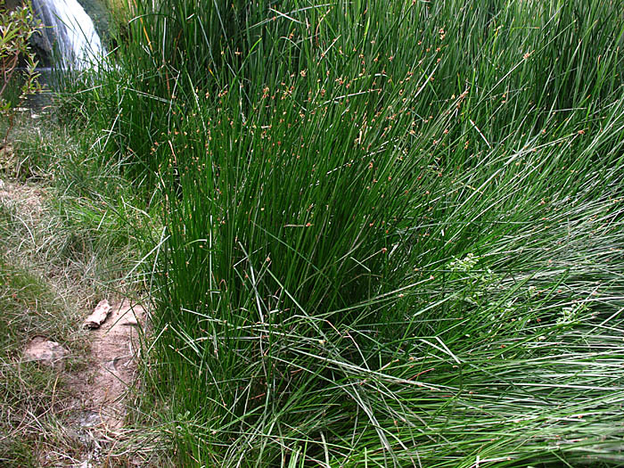 Detailed Picture 4 of Schoenoplectus americanus