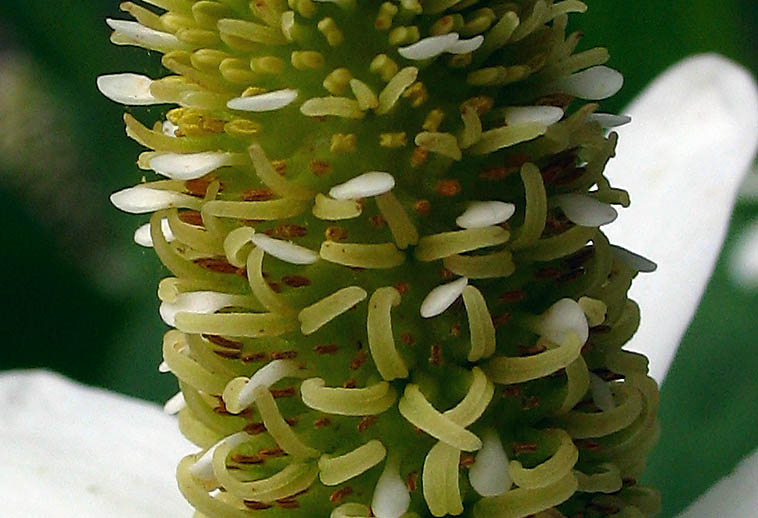 Detailed Picture 2 of Anemopsis californica