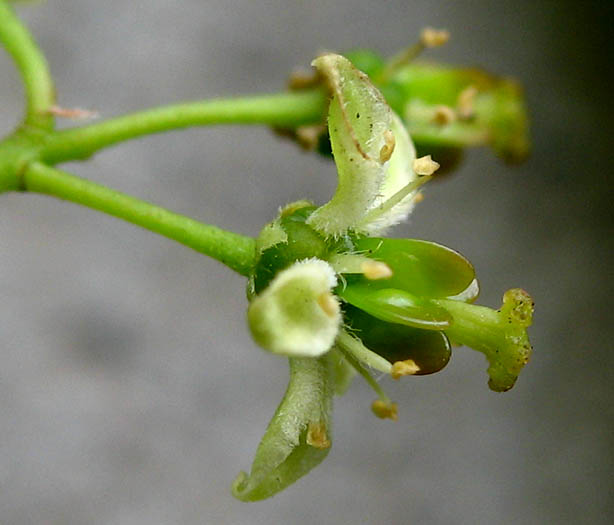 Detailed Picture 2 of Ailanthus altissima