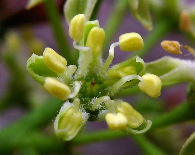 Detailed Picture 3 of Ailanthus altissima