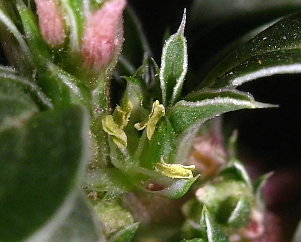 Detailed Picture 1 of Amaranthus blitoides