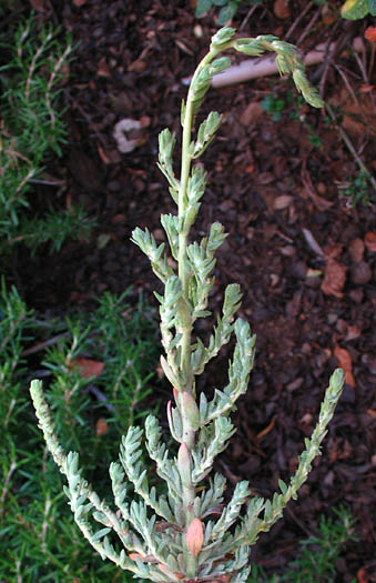 Detailed Picture 5 of Bassia hyssopifolia