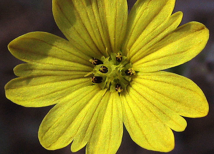 Detailed Picture 1 of Lagophylla ramosissima