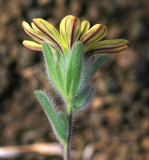 Detailed Picture 3 of Lagophylla ramosissima