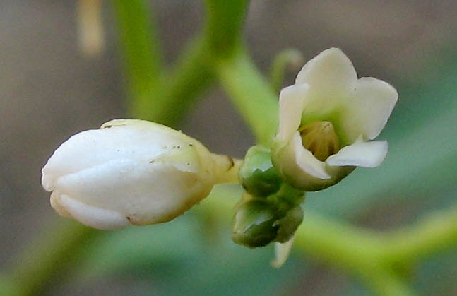 Detailed Picture 1 of Apocynum cannabinum