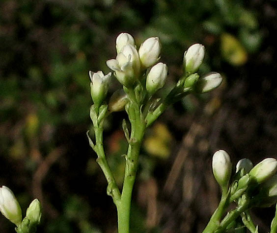 Detailed Picture 2 of Apocynum cannabinum