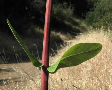 Detailed Picture 4 of Apocynum cannabinum