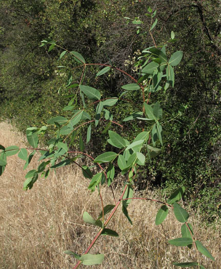 Detailed Picture 3 of Apocynum cannabinum