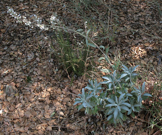 Detailed Picture 5 of Salvia apiana