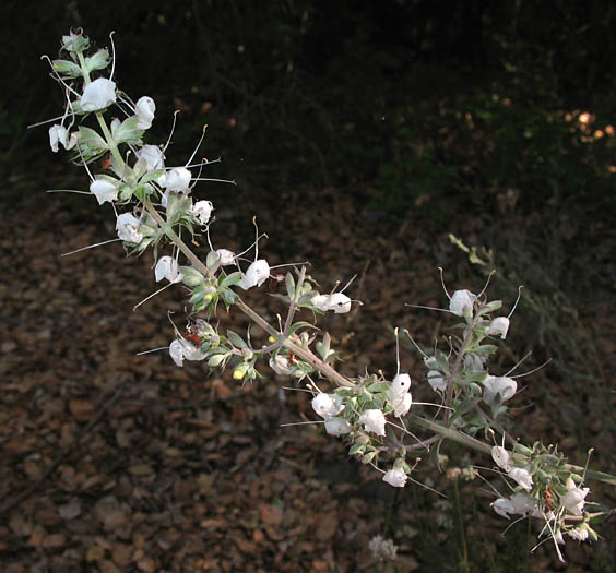 Detailed Picture 3 of Salvia apiana