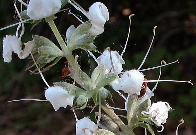 Detailed Picture 2 of Salvia apiana