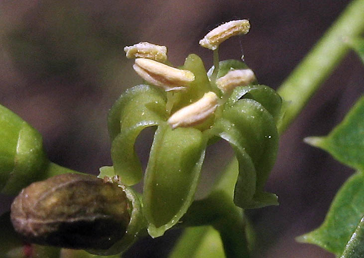 Detailed Picture 1 of Parthenocissus inserta