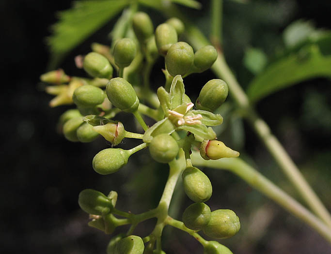 Detailed Picture 3 of Parthenocissus inserta