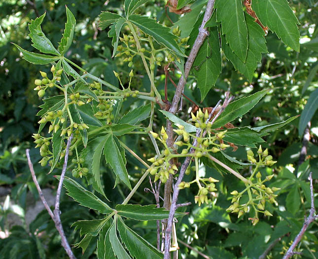 Detailed Picture 4 of Parthenocissus inserta