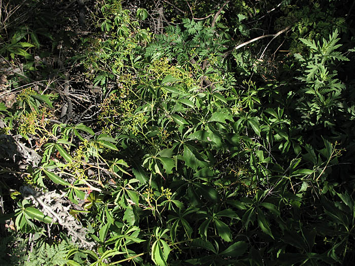 Detailed Picture 6 of Parthenocissus inserta