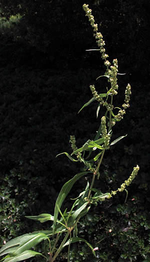 Detailed Picture 5 of Rumex salicifolius