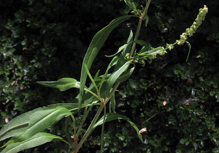 Detailed Picture 6 of Rumex salicifolius