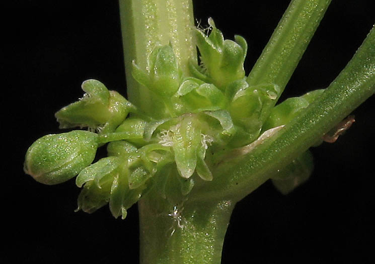 Detailed Picture 1 of Rumex salicifolius