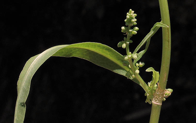 Detailed Picture 4 of Rumex salicifolius