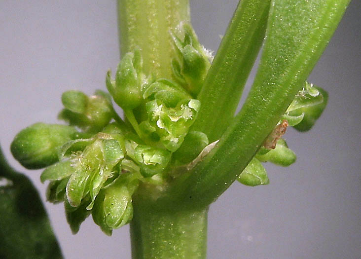 Detailed Picture 2 of Rumex salicifolius