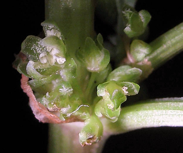 Detailed Picture 3 of Rumex salicifolius