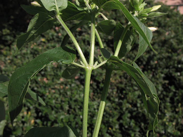 Detailed Picture 5 of Mirabilis jalapa var. jalapa