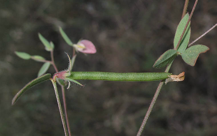 Detailed Picture 4 of Acmispon americanus var. americanus