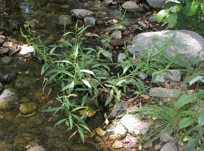 Detailed Picture 7 of Rumex salicifolius