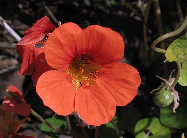 Detailed Picture 1 of Tropaeolum majus