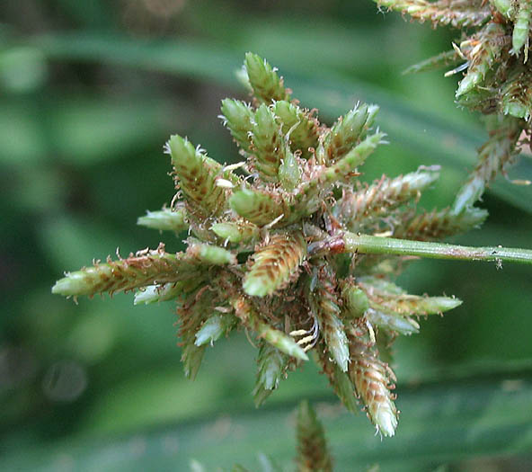 Detailed Picture 1 of Cyperus involucratus