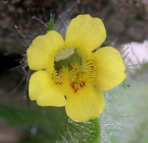 Detailed Picture 1 of Erythranthe floribunda