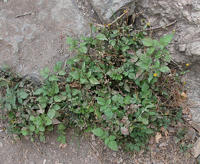 Detailed Picture 7 of Bidens pilosa