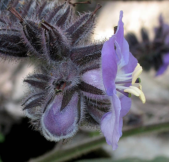 Detailed Picture 2 of Wigandia urens var. caracasana