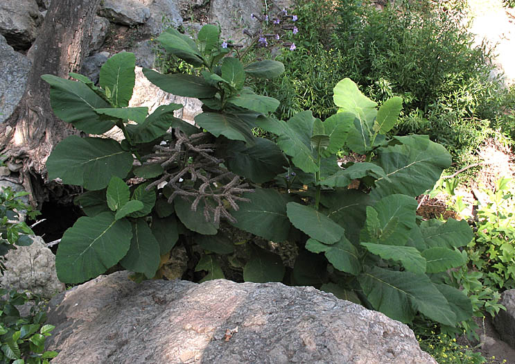 Detailed Picture 4 of Wigandia urens var. caracasana