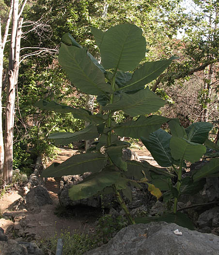 Detailed Picture 5 of Wigandia urens var. caracasana