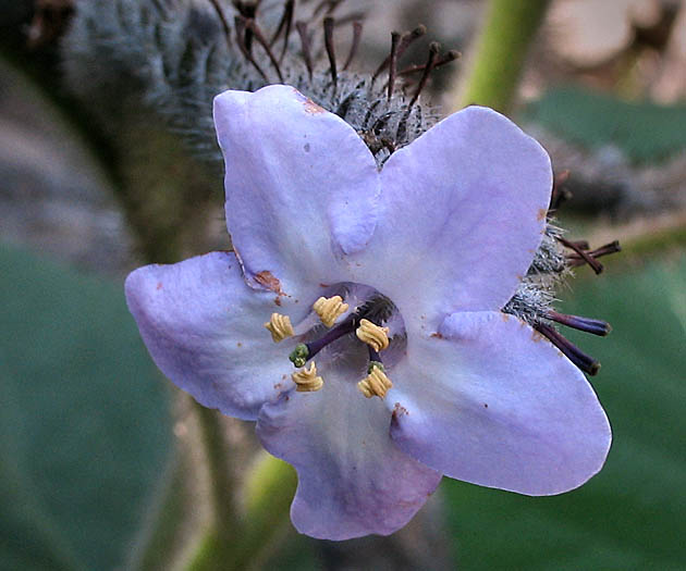 Detailed Picture 1 of Wigandia urens var. caracasana