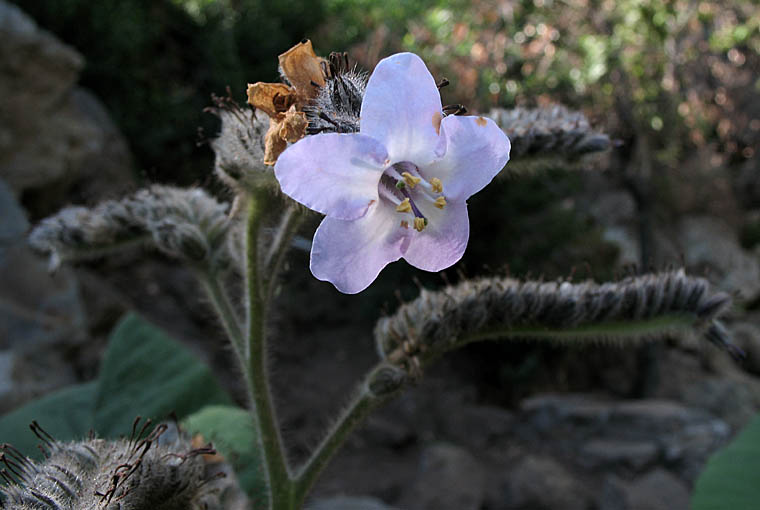 Detailed Picture 3 of Wigandia urens var. caracasana